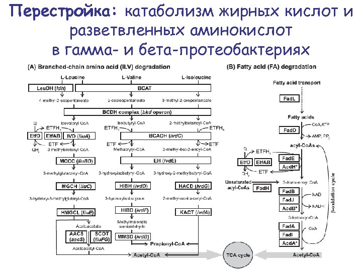 Перестройка: катаболизм жирных кислот и разветвленных аминокислот в гамма- и бета-протеобактериях 
