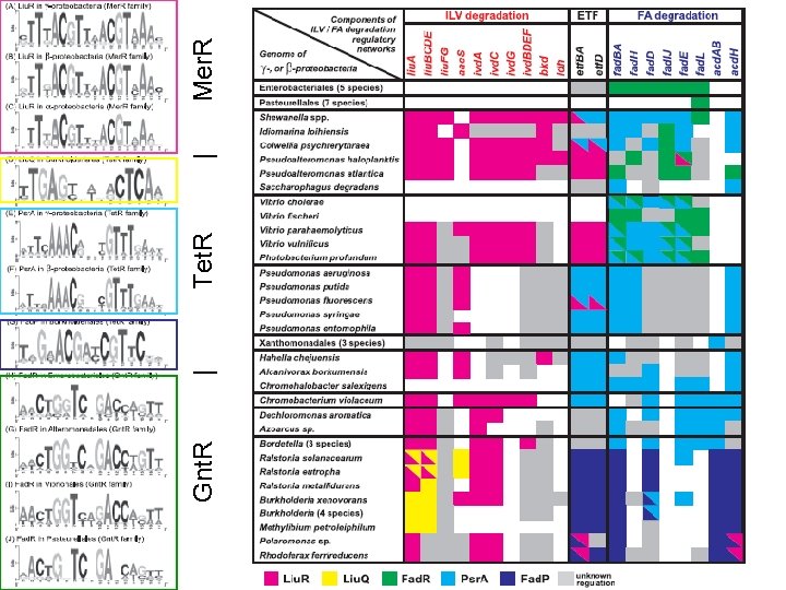 Gnt. R | Tet. R | Mer. R 