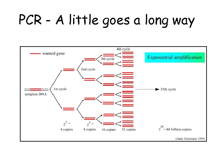 PCR - A little goes a long way 