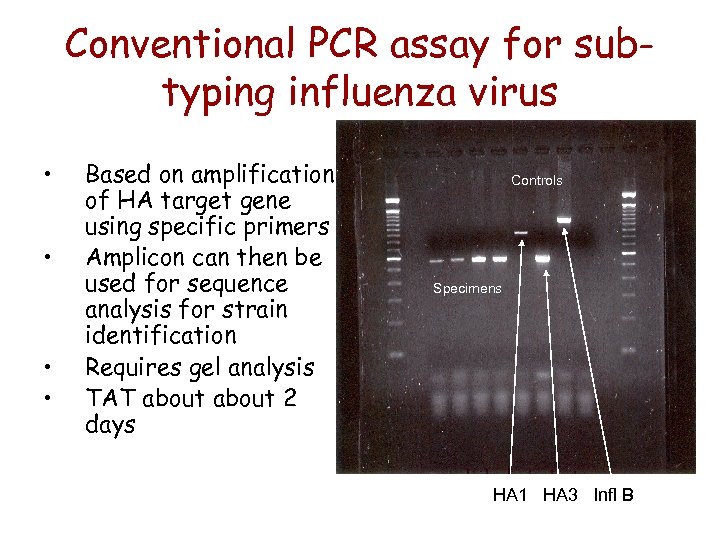 Conventional PCR assay for subtyping influenza virus • • Based on amplification of HA