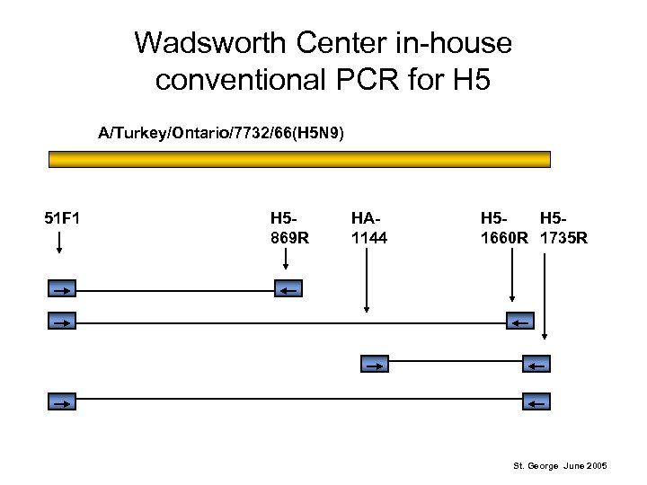 Wadsworth Center in-house conventional PCR for H 5 A/Turkey/Ontario/7732/66(H 5 N 9) 51 F