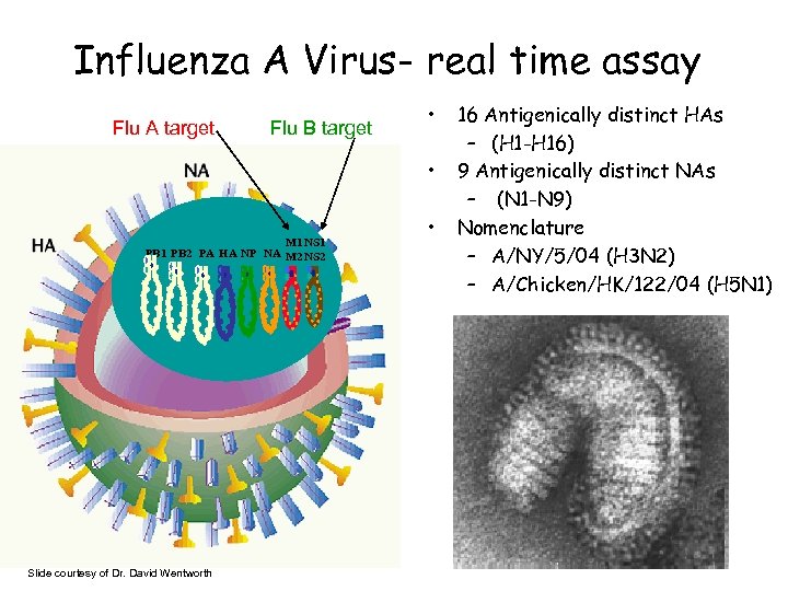 Influenza A Virus- real time assay Flu A target Flu B target • •