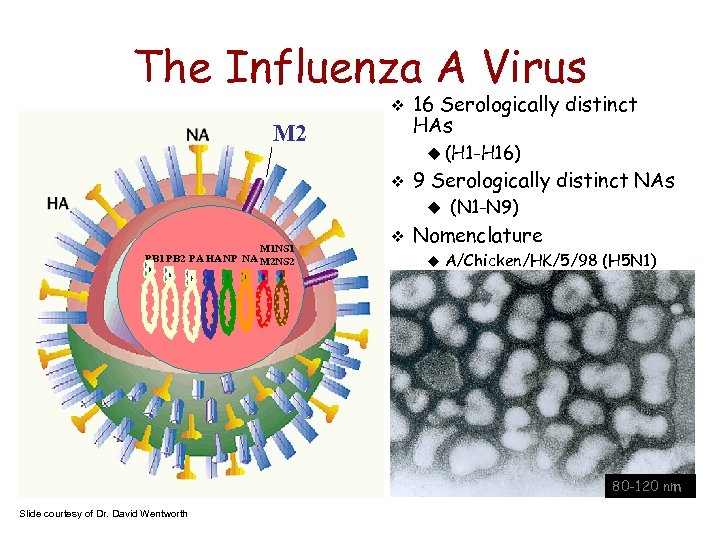 The Influenza A Virus M 2 16 Serologically distinct HAs (H 1 -H 16)