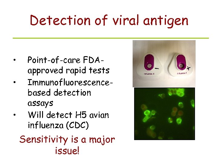 Detection of viral antigen • • • Point-of-care FDAapproved rapid tests Immunofluorescencebased detection assays