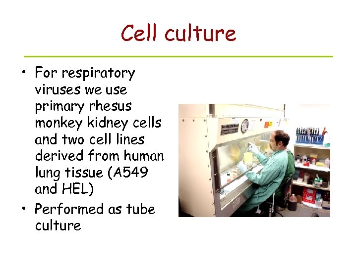 Cell culture • For respiratory viruses we use primary rhesus monkey kidney cells and