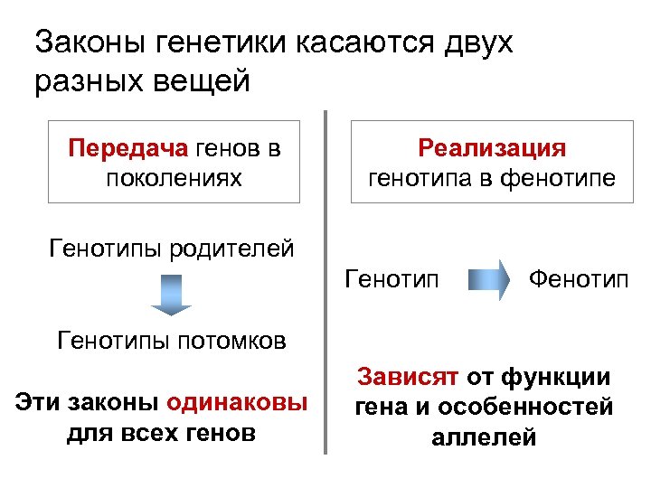 Законы генетики касаются двух разных вещей Передача генов в поколениях Реализация генотипа в фенотипе