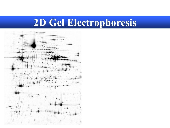 2 D Gel Electrophoresis 