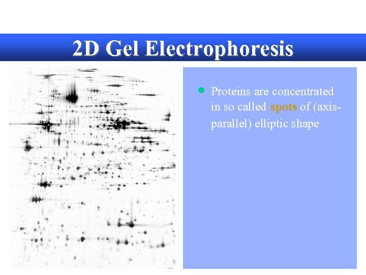 2 D Gel Electrophoresis · Proteins are concentrated in so called spots of (axisparallel)
