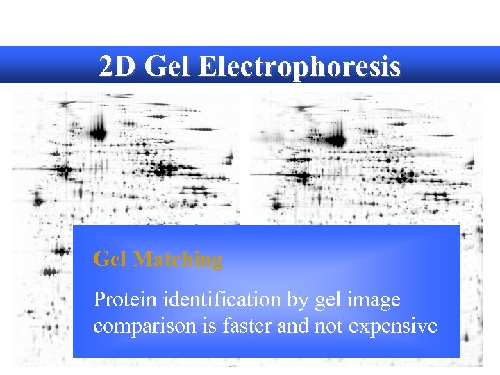 2 D Gel Electrophoresis Gel Matching Protein identification by gel image comparison is faster