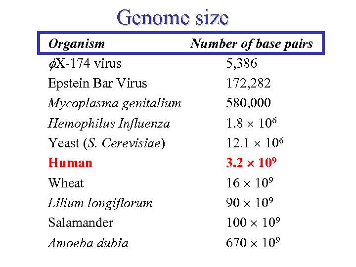 Genome size Organism Number of base pairs X-174 virus 5, 386 Epstein Bar Virus