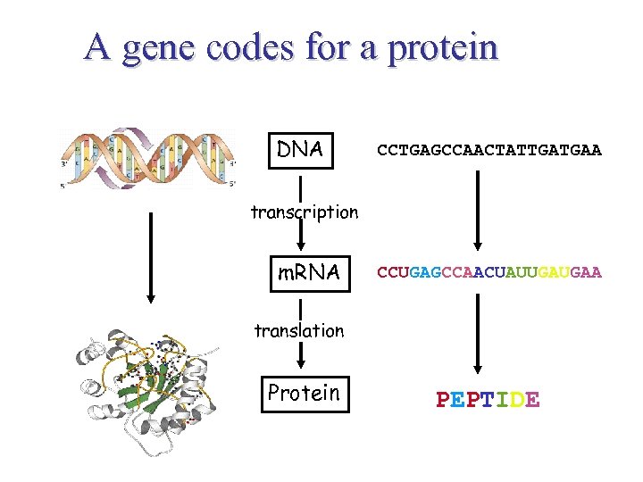 A gene codes for a protein DNA CCTGAGCCAACTATTGATGAA transcription m. RNA CCUGAGCCAACUAUUGAUGAA translation Protein