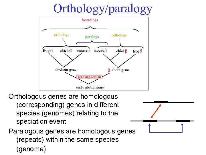 Orthology/paralogy Orthologous genes are homologous (corresponding) genes in different species (genomes) relating to the