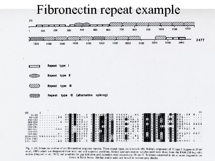 Fibronectin repeat example 