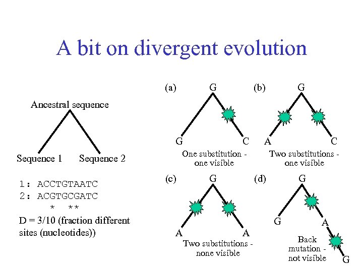 A bit on divergent evolution (a) G (b) G Ancestral sequence G Sequence 1