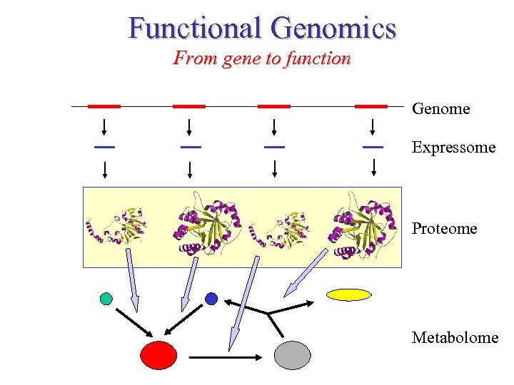 Functional Genomics From gene to function Genome Expressome Proteome TERTIARY STRUCTURE (fold) Metabolome 