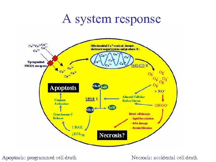 A system response Apoptosis: programmed cell death Necrosis: accidental cell death 