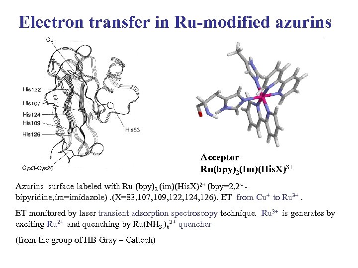 Electron transfer in Ru-modified azurins Acceptor Ru(bpy)2(Im)(His. X)3+ Azurins surface labeled with Ru (bpy)2