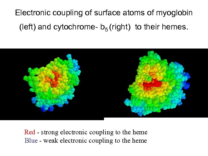 Electronic coupling of surface atoms of myoglobin (left) and cytochrome- b 5 (right) to