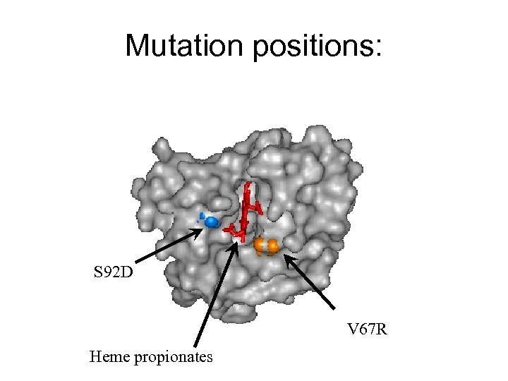 Mutation positions: S 92 D V 67 R Heme propionates 