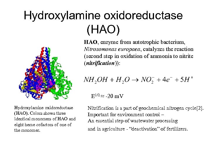 Hydroxylamine oxidoreductase (HAO) HAO, enzyme from autotrophic bacterium, Nitrosomonas europaea, catalyzes the reaction (second