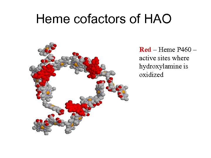 Heme cofactors of HAO Red – Heme P 460 – active sites where hydroxylamine