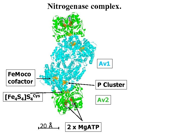 Nitrogenase complex. Av 1 Fe. Moco cofactor P Cluster [Fe 4 S 4]S 4