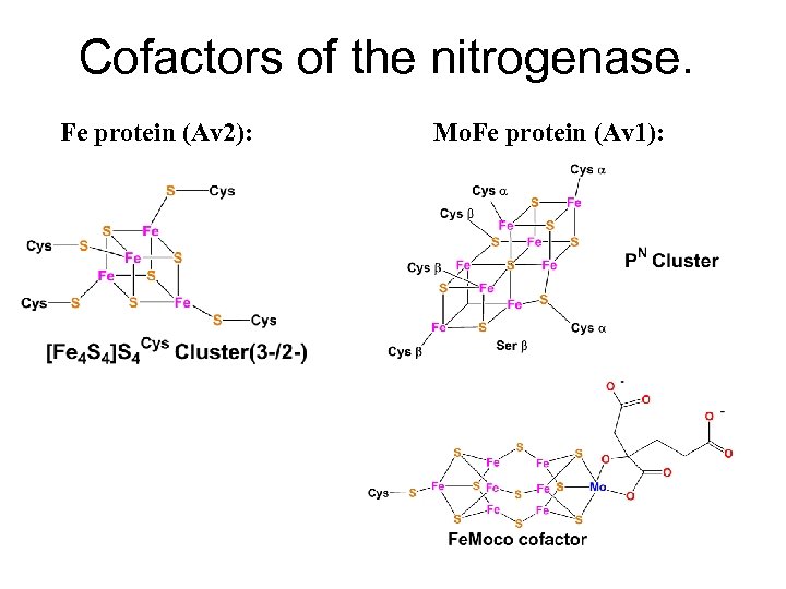 Cofactors of the nitrogenase. Fe protein (Av 2): Mo. Fe protein (Av 1): 