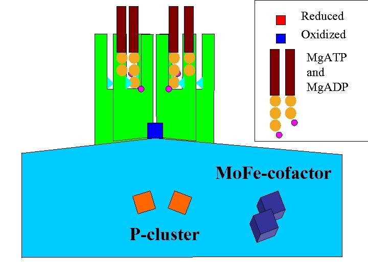 Reduced Oxidized Mg. ATP and Mg. ADP Mo. Fe-cofactor P-cluster 