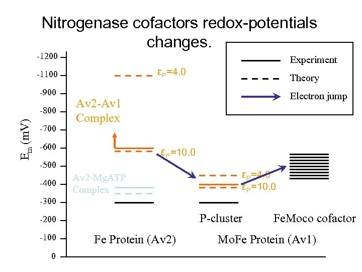 Nitrogenase cofactors redox-potentials changes. -1200 Experiment εP=4. 0 -1100 -900 Em (m. V) -800