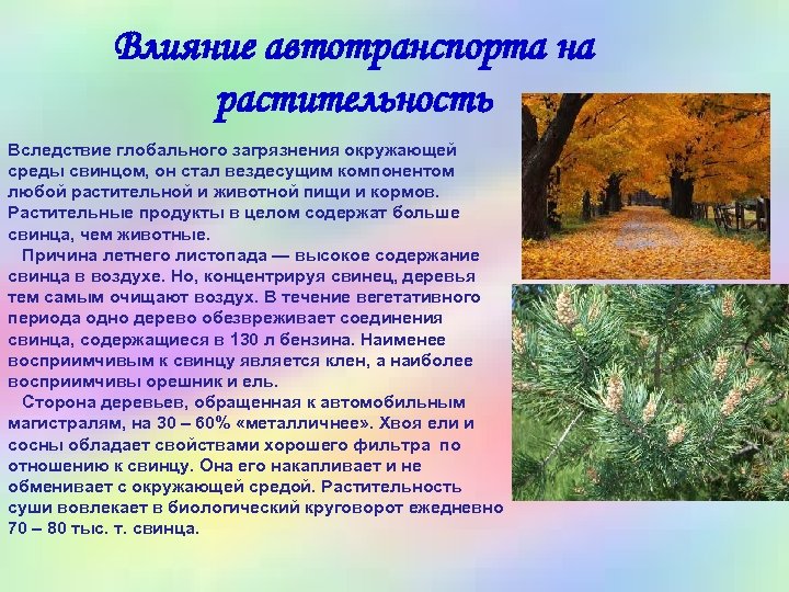Влияние автотранспорта на растительность Вследствие глобального загрязнения окружающей среды свинцом, он стал вездесущим компонентом