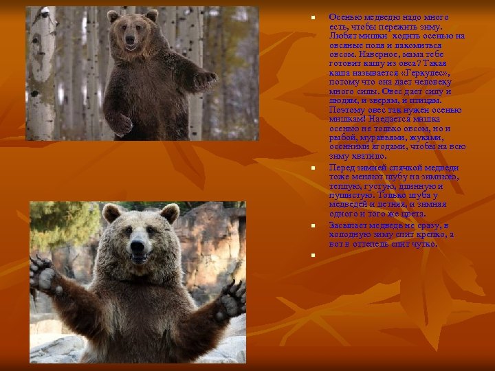 n n Осенью медведю надо много есть, чтобы пережить зиму. Любят мишки ходить осенью