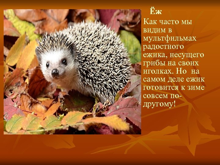  Ёж Как часто мы видим в мультфильмах радостного ежика, несущего грибы на своих