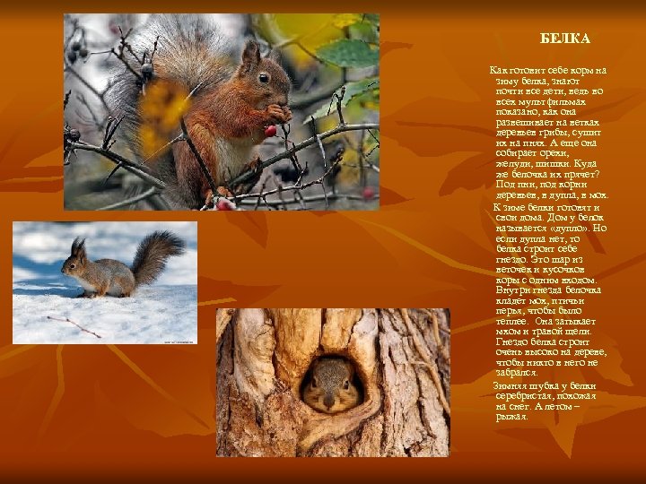БЕЛКА Как готовит себе корм на зиму белка, знают почти все дети, ведь во