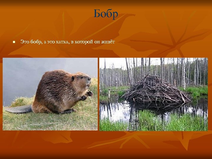 Бобр n Это бобр, а это хатка, в которой он живёт 
