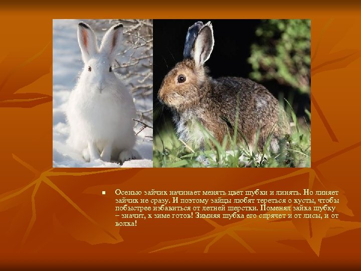 n Осенью зайчик начинает менять цвет шубки и линять. Но линяет зайчик не сразу.