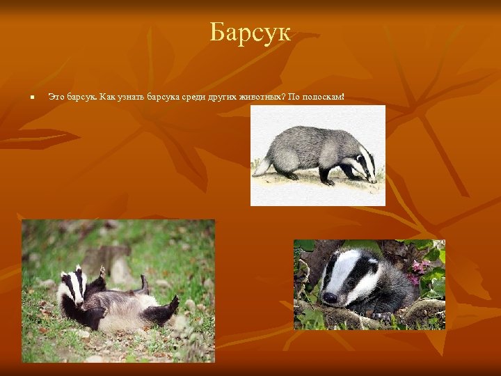 Барсук n Это барсук. Как узнать барсука среди других животных? По полоскам! 