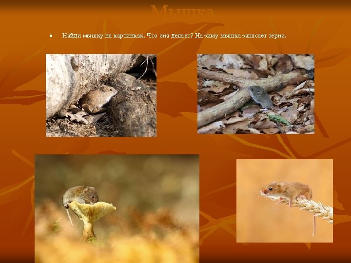 Мышка n Найди мышку на картинках. Что она делает? На зиму мышка запасает зерно.