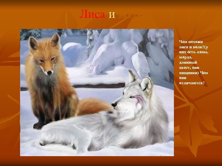 Лиса и волк n Чем похожи лиса и волк? (у них есть лапы, морда,