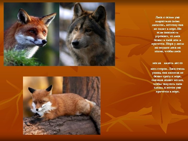 Лиса к осени уже вырастила своих лисяток. , поэтому она не сидит в норе.