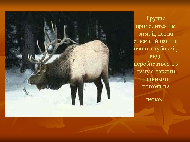 Трудно приходится им зимой, когда снежный настил очень глубокий, ведь перебираться по нему с