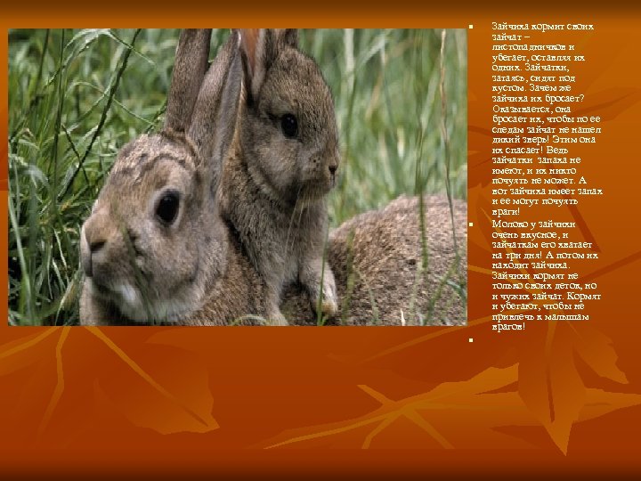 n n n Зайчиха кормит своих зайчат – листопадничков и убегает, оставляя их одних.