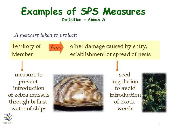Examples of SPS Measures Definition - Annex A A measure taken to protect: Territory