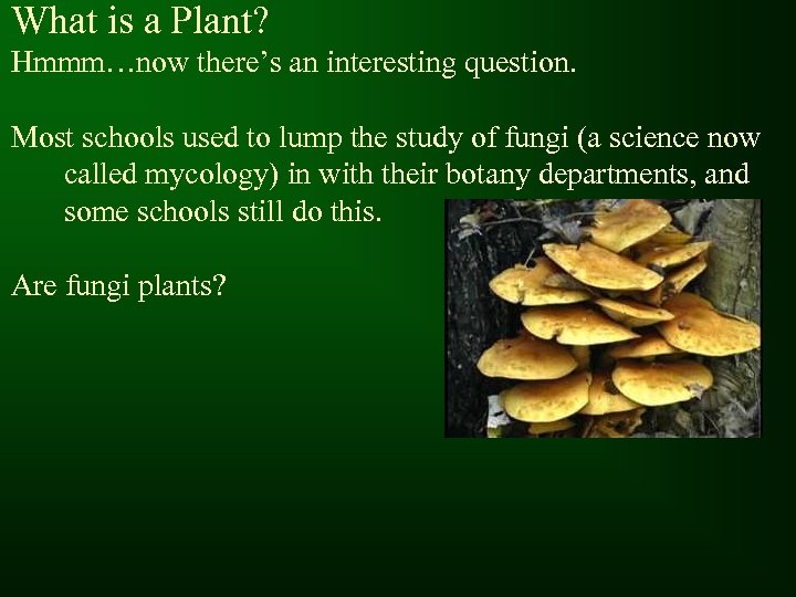 What is a Plant? Hmmm…now there’s an interesting question. Most schools used to lump