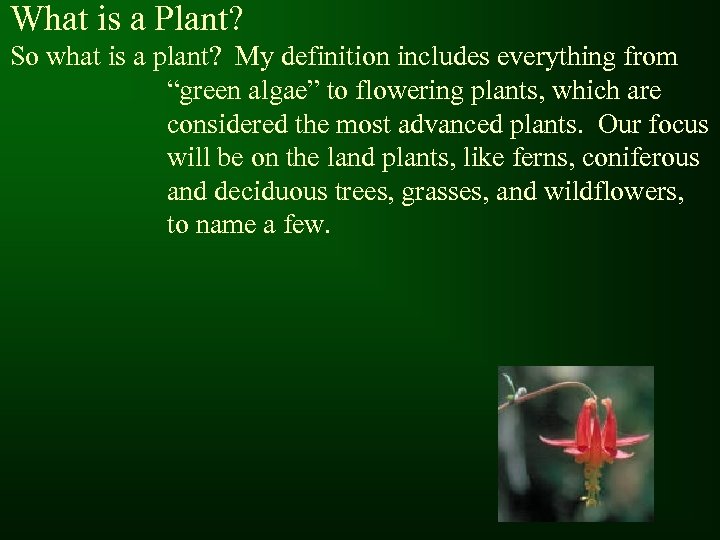 What is a Plant? So what is a plant? My definition includes everything from