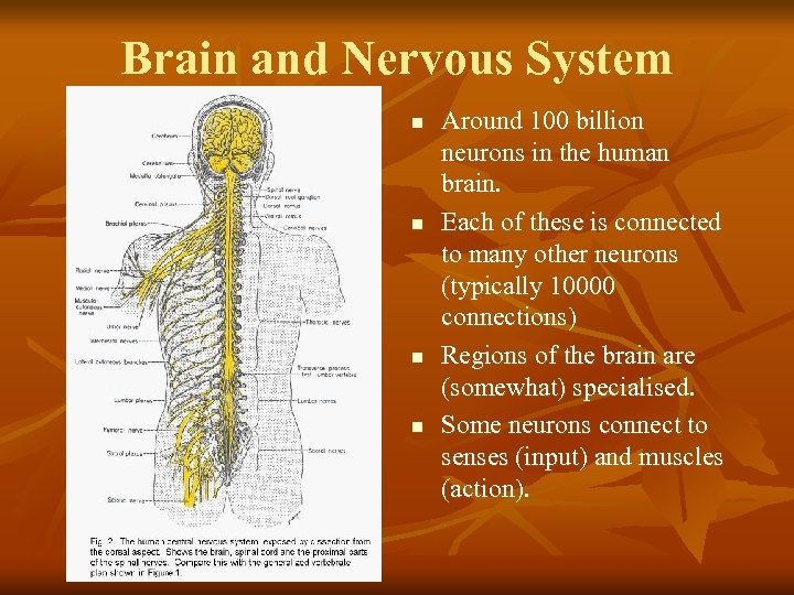 Brain and Nervous System n n Around 100 billion neurons in the human brain.