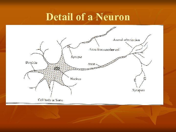 Detail of a Neuron 