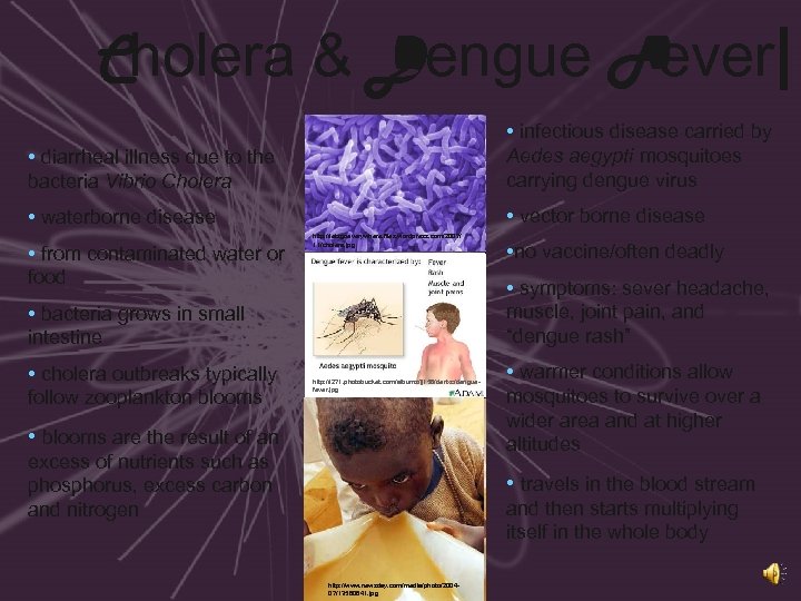Cholera & Dengue Fever| • diarrheal illness due to the bacteria Vibrio Cholera •