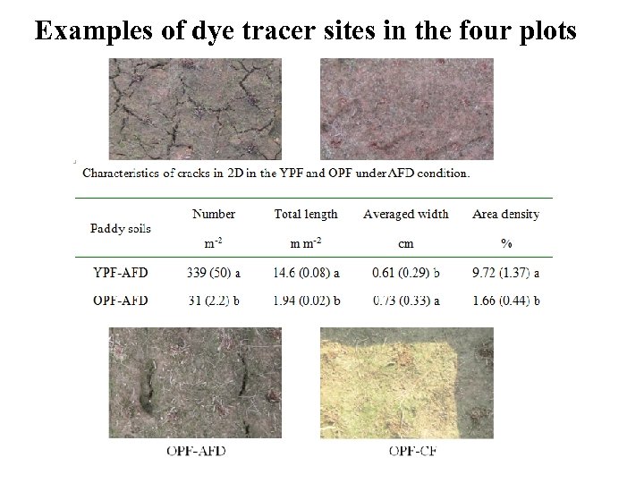 Examples of dye tracer sites in the four plots 