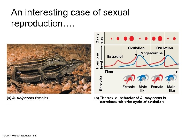 Hormone level Ovary size An interesting case of sexual reproduction…. Estradiol Ovulation Progesterone Behavior