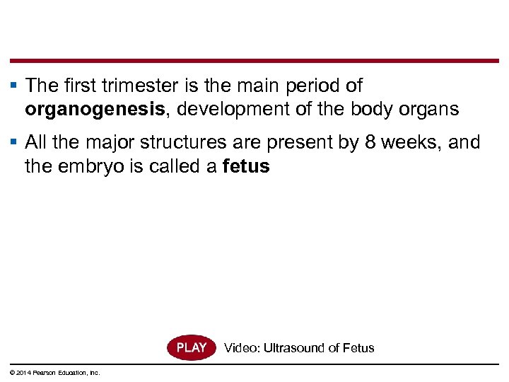 § The first trimester is the main period of organogenesis, development of the body